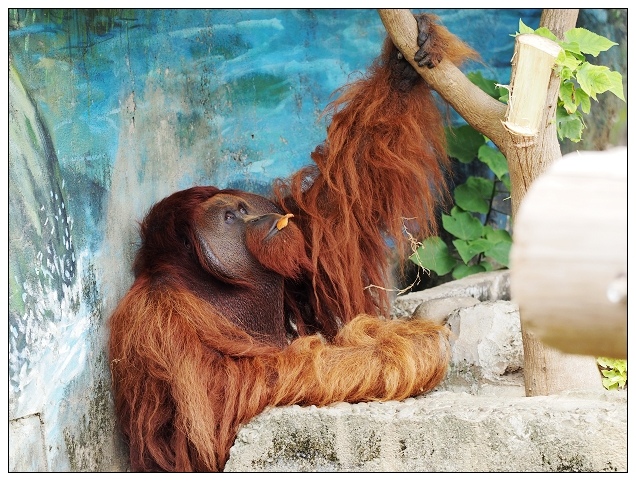 新竹動物園-07.jpg 新竹動物園-07.jpg