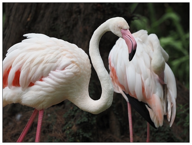 新竹動物園-12.jpg 新竹動物園-12.jpg