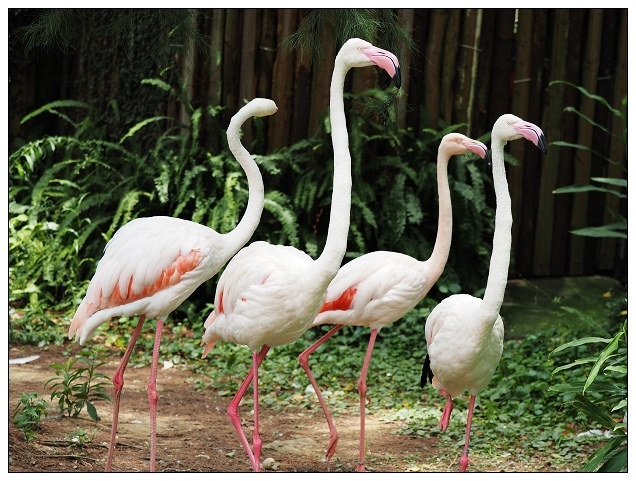 新竹動物園-11.jpg 新竹動物園-11.jpg