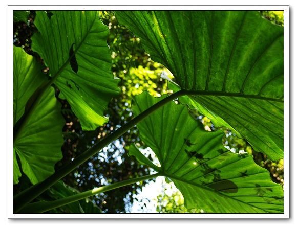 20100503土城桐花-18.jpg