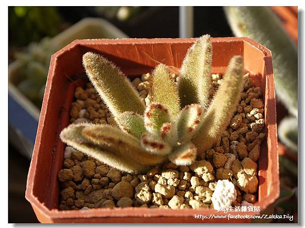 ✿黃金月兔耳 Kalanchoe tomentosa cv. 