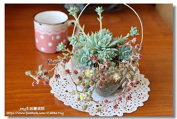 ✿蔓蓮 Graptopetalum macdougallii✿