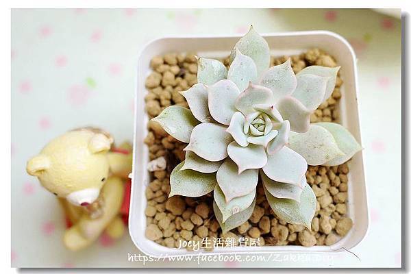 ✿ฺ蘿拉 Echeveria 