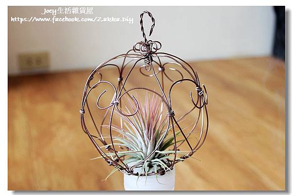 ✿小精靈 Tillandsia ionantha var.✿