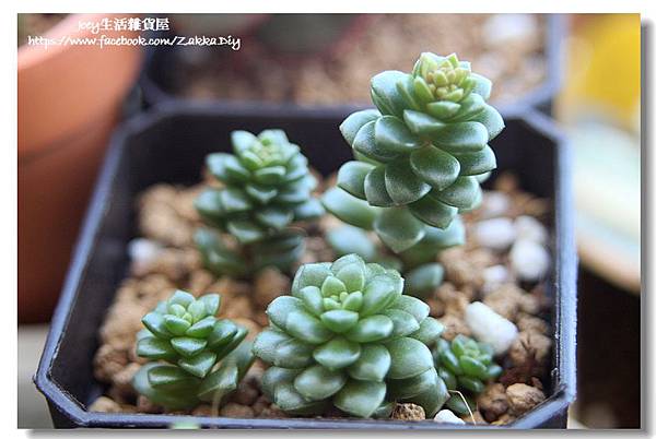 ✿小玉 Sedum 