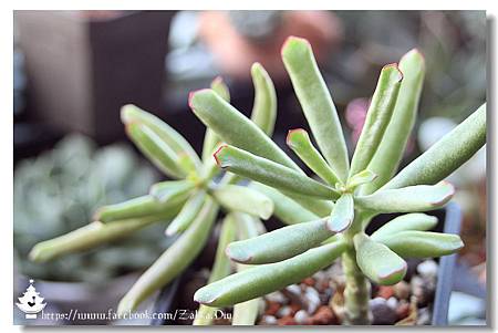 ✿ฺ引火棒 Cotyledon orbiculata v. oblonga "Fire Sticks"✿ฺ