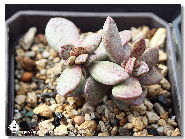 ✿ฺ松蟲Adromischus hemisphaericus✿ฺ