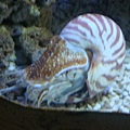 鸚鵡螺~