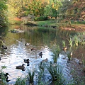 The Pond