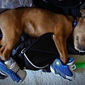 dog-wearing-air-jordans