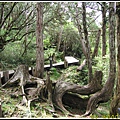 35-太平山原始森林公園