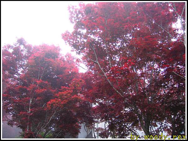 60-太平山莊紅楠