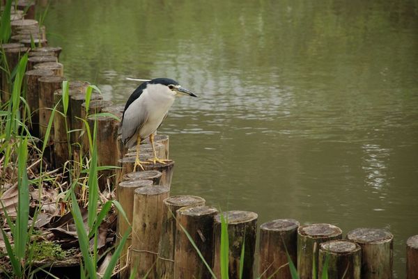 DSC_0005.jpg