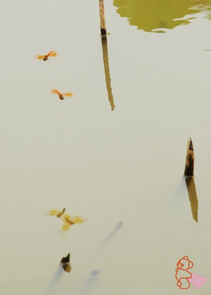 dsc_4075.jpg