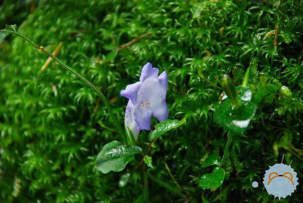 小花小草