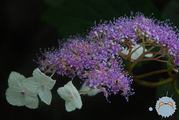 小花小草