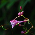 小花小草~觀霧獨有的鳳仙花