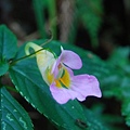 小花小草