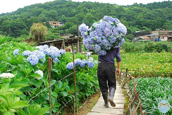 一整球繡球花