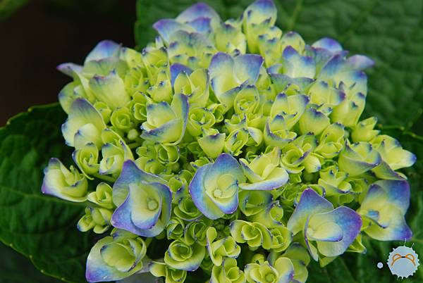 繡球花花花