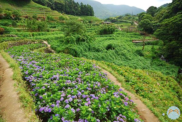 繡球花花花花花花