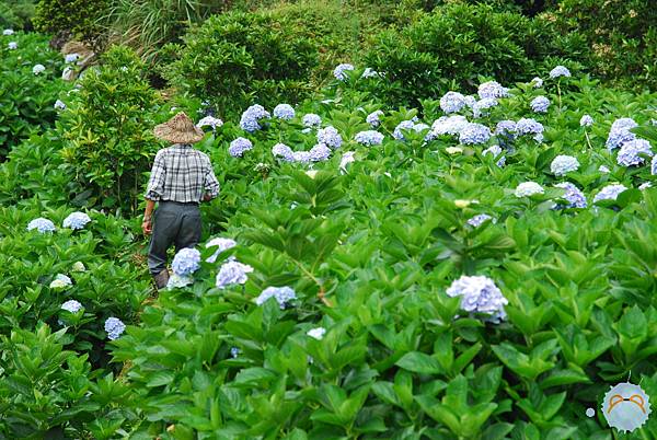 繡球花農