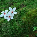 dsc_3095.jpg