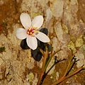 dsc_3136.jpg
