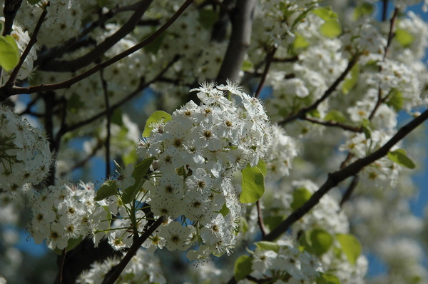 flower zoom.jpg