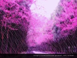 櫻花-畫雨.jpg