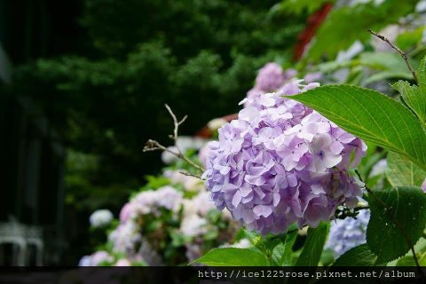 吳賢良-作品-繡球花.jpg