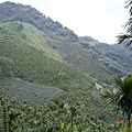 茶山？檳榔山？感覺種檳榔的面積比種茶大