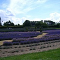 2007.07.09 Norfolk Lavender (20).JPG