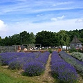 2007.07.09 Norfolk Lavender (23).JPG