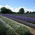 2007.07.09 Norfolk Lavender (33).JPG