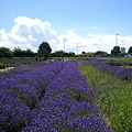 2007.07.09 Norfolk Lavender (101).JPG