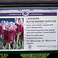 2007.07.09 Norfolk Lavender (103).JPG