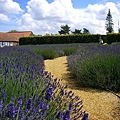 2007.07.09 Norfolk Lavender (132).JPG
