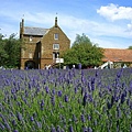 2007.07.09 Norfolk Lavender (133).JPG