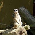 2007.08.11 Banham Zoo (31).JPG