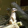 2007.08.11 Banham Zoo (32).JPG