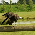 2007.08.11 Banham Zoo (86).JPG