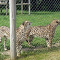 2007.08.11 Banham Zoo (100).JPG