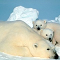 PolarBears© U.S. Fish &amp; Wildlife Service.jpg