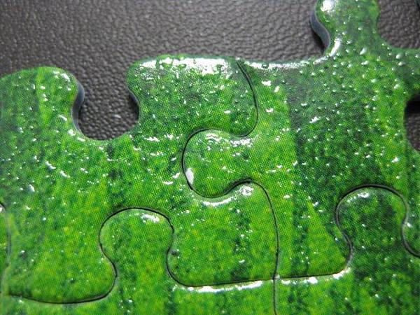 2011.10.03 1000 pcs 兔兔排排坐_品質很差的雷諾瓦 (8).jpg