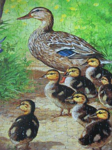 2012.05.04 500P Duck Inspector (11)