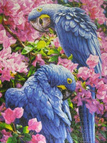 2012.09.14 1000P Blaue Papageien (5)