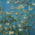 150P Almond Blossom