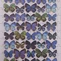 2013.10.15 100P Butterfly Mosaic (2).jpg