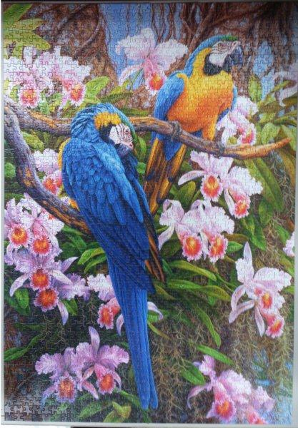 2013.12-2014.06.28 1500pcs Parrots and Orchids (2).jpg